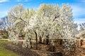 Beautiful flowering Bradford pear trees in springtime in Texas