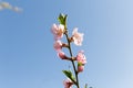 Beautiful flowering branch against the sky, almond branch, cherry in spring.