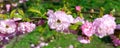 Beautiful flowering branch of Chinese plum close-up. Sakura. Gardens in the spring. Royalty Free Stock Photo
