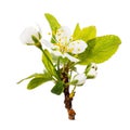 Beautiful flowering branch of plum tree isolated Royalty Free Stock Photo