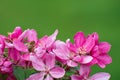 The beautiful flowering branch of wild pink cherry on blurred green floral background Royalty Free Stock Photo