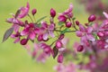 The beautiful flowering branch of wild pink cherry and buds Royalty Free Stock Photo