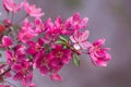 The beautiful flowering branch of wild pink cherry and green leaves Royalty Free Stock Photo