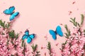 Beautiful flowering branches of almonds and blue butterflies on a pink background. Floral festive frame. Royalty Free Stock Photo