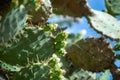 Beautiful flowering cactus