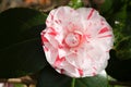 A stunning flowering Camellia plant growing in a garden in spring.