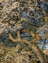 A beautiful flowering Caucasian plum tree, white flowers in the morning light Royalty Free Stock Photo