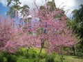 beautiful flowering cercis trees with small pink flowers