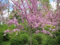 Beautiful flowering cercis trees with small pink flowers