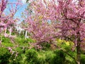 Beautiful flowering cercis trees with small pink flowers