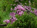 Beautiful flowering cercis trees with small pink flowers