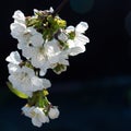 Flowering cherry branch on a dark background Royalty Free Stock Photo