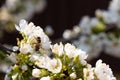 Flowering cherry branch on a dark background Royalty Free Stock Photo