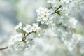 Beautiful flowering cherry trees. Background with blooming flowers in spring day. Royalty Free Stock Photo