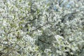 Beautiful flowering cherry trees. Background with blooming flowers in spring day. Royalty Free Stock Photo