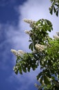 Beautiful flowering chestnut branches against the blue sky