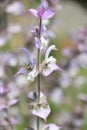 Beautiful Flowering Clary Sage Plant in a Garden Royalty Free Stock Photo