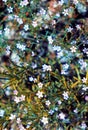 Beautiful flowering close-up of Alpine Gypsophila flower or Creeping Baby`s Breath Gypsophila repens .