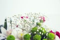 Beautiful flowering close-up of Alpine Gypsophila flower or Creeping Baby`s Breath Gypsophila repens in colorful bouquet. Copy