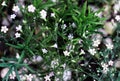Beautiful flowering close-up of Alpine Gypsophila flower or Creeping Baby`s Breath Gypsophila repens .