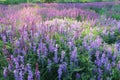 Beautiful flowering field with Salvia officinalis and Vicia cracca.