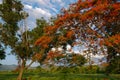 Beautiful flowering flame trees