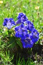 Beautiful flowering of gentians in a mountain field in Aosta Valley, Italy Royalty Free Stock Photo