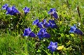 Beautiful flowering of gentians in a mountain field in Aosta Valley, Italy Royalty Free Stock Photo