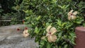 Beautiful flowering hibiscuses grow along the concrete footpath. Royalty Free Stock Photo
