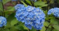 Beautiful flowering Hydrangea Macrophylla Enziandom with  blue flowers. Royalty Free Stock Photo