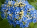 Beautiful flowering Hydrangea Macrophylla Enziandom with  blue flowers. Royalty Free Stock Photo