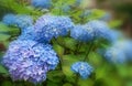 Beautiful flowering Hydrangea Macrophylla Enziandom with  blue flowers. Royalty Free Stock Photo