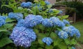 Beautiful flowering Hydrangea Macrophylla Enziandom with  blue flowers. Royalty Free Stock Photo