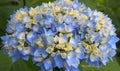 Beautiful flowering Hydrangea Macrophylla Enziandom with  blue flowers. Royalty Free Stock Photo