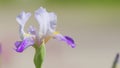 Beautiful flowering irises in the garden. Iris germanica iridaceae bearded irises blue iris flower. Slow motion. Royalty Free Stock Photo