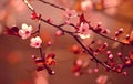 Beautiful flowering Japanese cherry