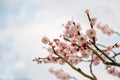 Beautiful flowering Japanese cherry Sakura. Background with fl Royalty Free Stock Photo