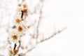 Beautiful flowering Japanese cherry Sakura. Background with fl