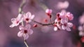 Beautiful flowering Japanese cherry - Sakura. Background with flowers on a spring day Royalty Free Stock Photo