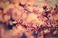 Beautiful flowering Japanese cherry - Sakura. Background with flowers on a spring day Royalty Free Stock Photo