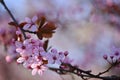 Beautiful flowering Japanese cherry - Sakura. Background with flowers on a spring day Royalty Free Stock Photo