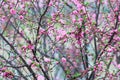 Beautiful flowering Japanese cherry - Sakura. Background with red flowers on a spring day. Royalty Free Stock Photo