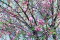 Beautiful flowering Japanese cherry - Sakura. Background with red flowers on a spring day. Royalty Free Stock Photo