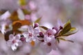 Beautiful flowering Japanese cherry Sakura. Season Background. Outdoor natural blurred background with flowering tree. Royalty Free Stock Photo