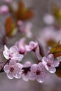 Beautiful flowering Japanese cherry Sakura. Season Background. Outdoor natural blurred background with flowering tree in spring. Royalty Free Stock Photo