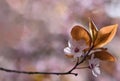 Beautiful flowering Japanese cherry Sakura. Season Background. Outdoor natural blurred background with flowering tree in spring. Royalty Free Stock Photo