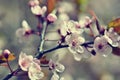 Beautiful flowering Japanese cherry Sakura. Season Background. Outdoor natural blurred background with flowering tree in spring. Royalty Free Stock Photo