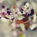 Beautiful flowering Japanese cherry Sakura. Season Background. Outdoor natural blurred background with flowering tree in spring. Royalty Free Stock Photo