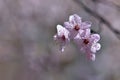 Beautiful flowering Japanese cherry Sakura. Season Background. Outdoor natural blurred background with flowering tree in spring. Royalty Free Stock Photo