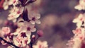 Beautiful flowering Japanese cherry Sakura. Season Background. Outdoor natural blurred background with flowering tree in spring Royalty Free Stock Photo